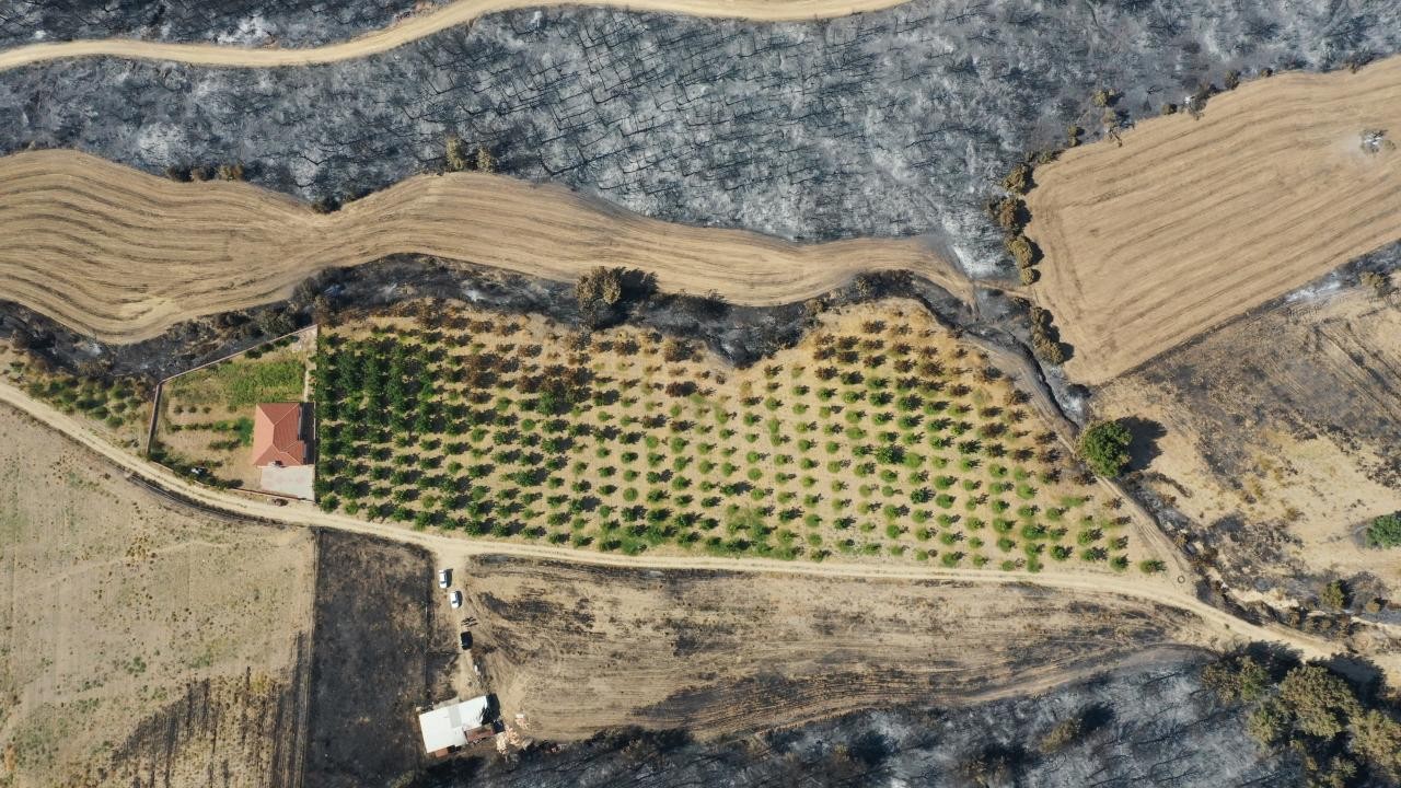 Gelibolu yangını, düzenli bakım yapılan ceviz bahçesini teğet geçti
