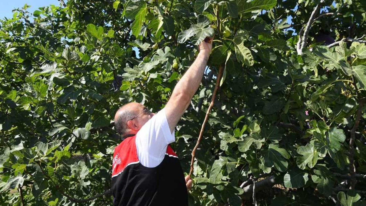Coğrafi işaretli Havran siyah inciri hasadı başladı