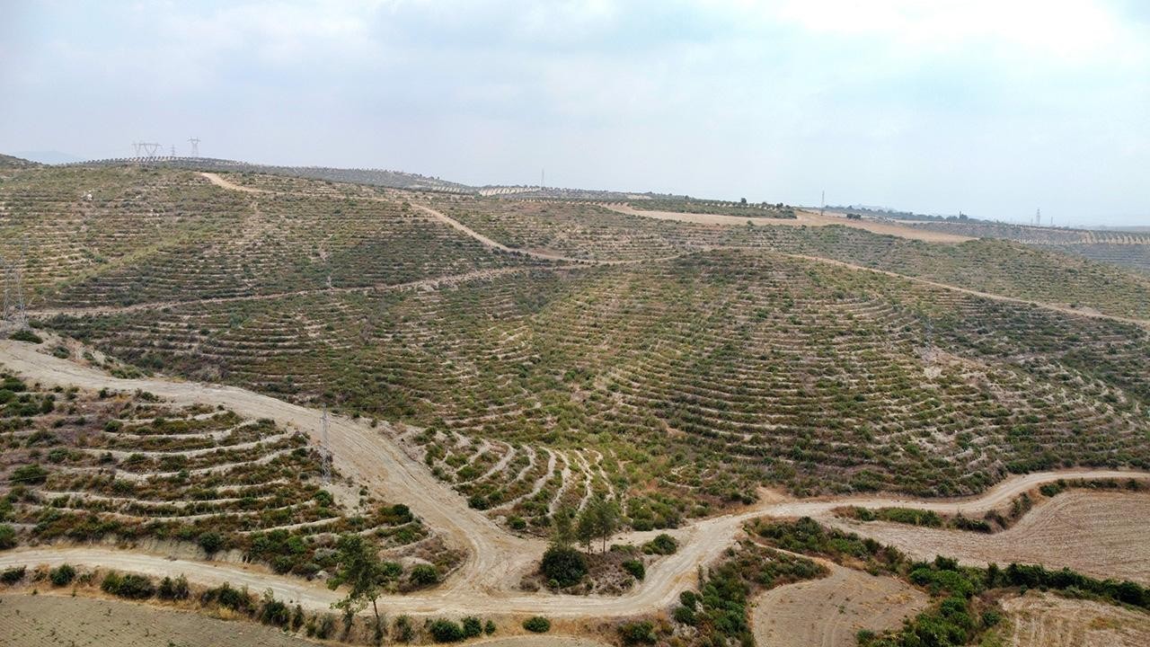 Yanan ormanlık alanlar, iklime, toprağa ve rakıma uygun ağaçlandırılıyor
