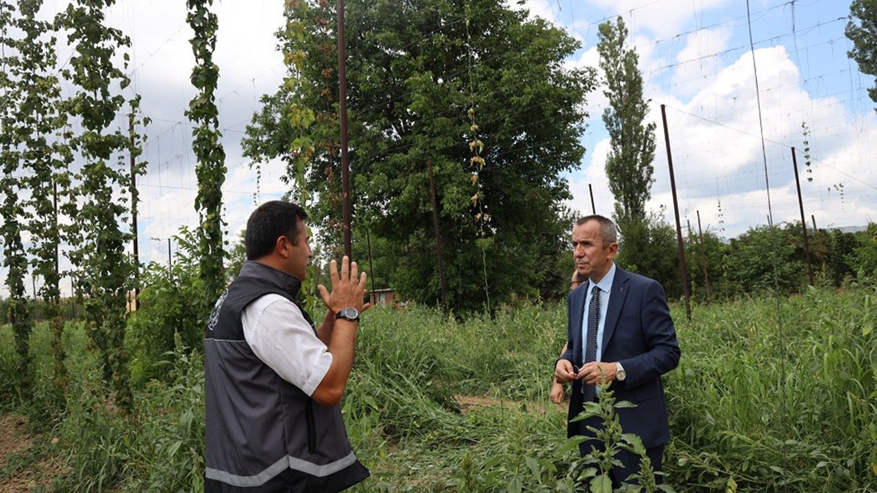 Şerbetçi otu incelemesi: Türkiye'de sadece Pazaryeri'nde yetişiyor