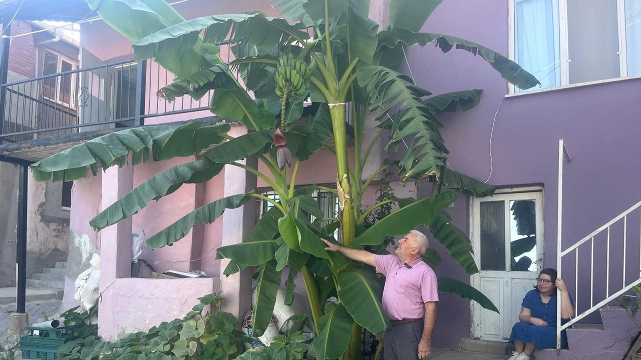 İnat etti, 700 rakımda muz yetiştirdi