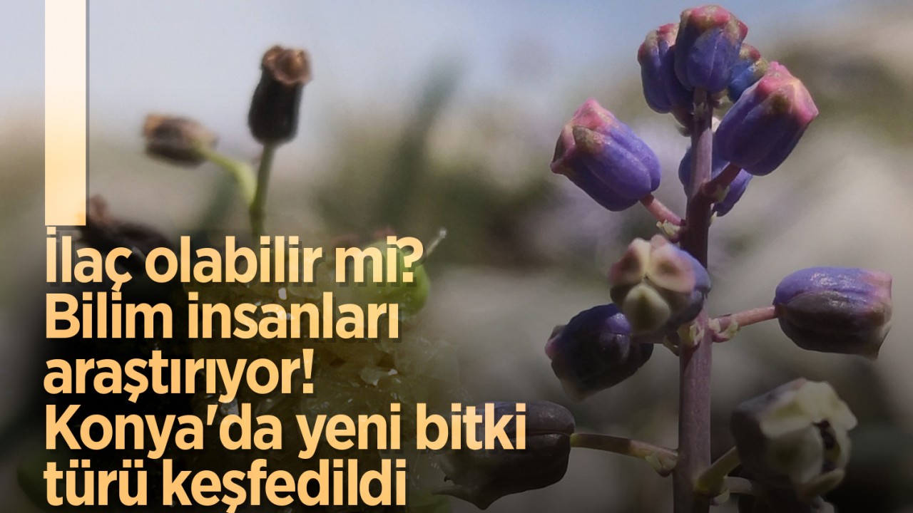 İlaç olabilir mi? Bilim insanları araştırıyor! Konya'da yeni bitki türü keşfedildi