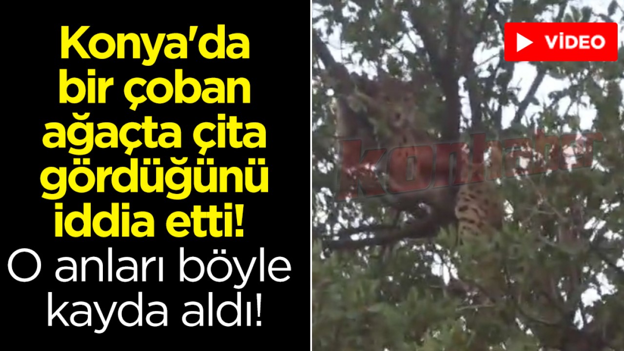 Konya'da bir çoban ağaçta çita gördüğünü iddia etti! O anları böyle kayda aldı!