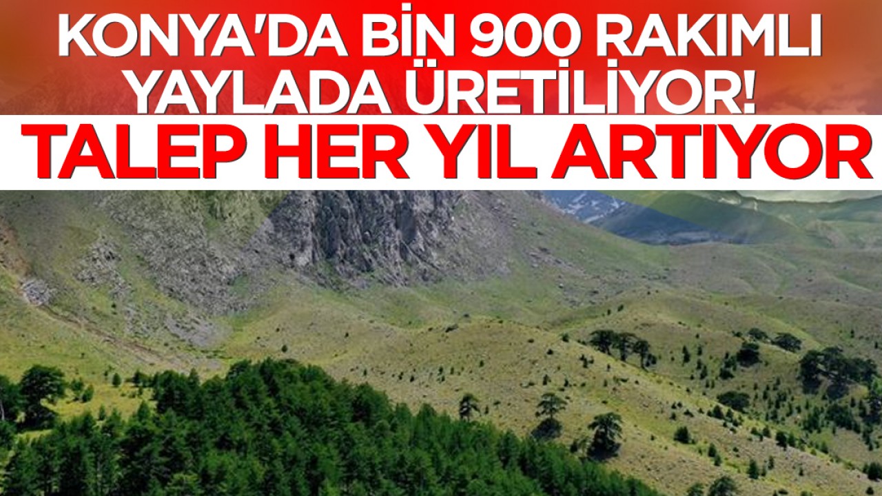 Konya'da bin 900 rakımlı yaylada üretiliyor! Talep her yıl artıyor