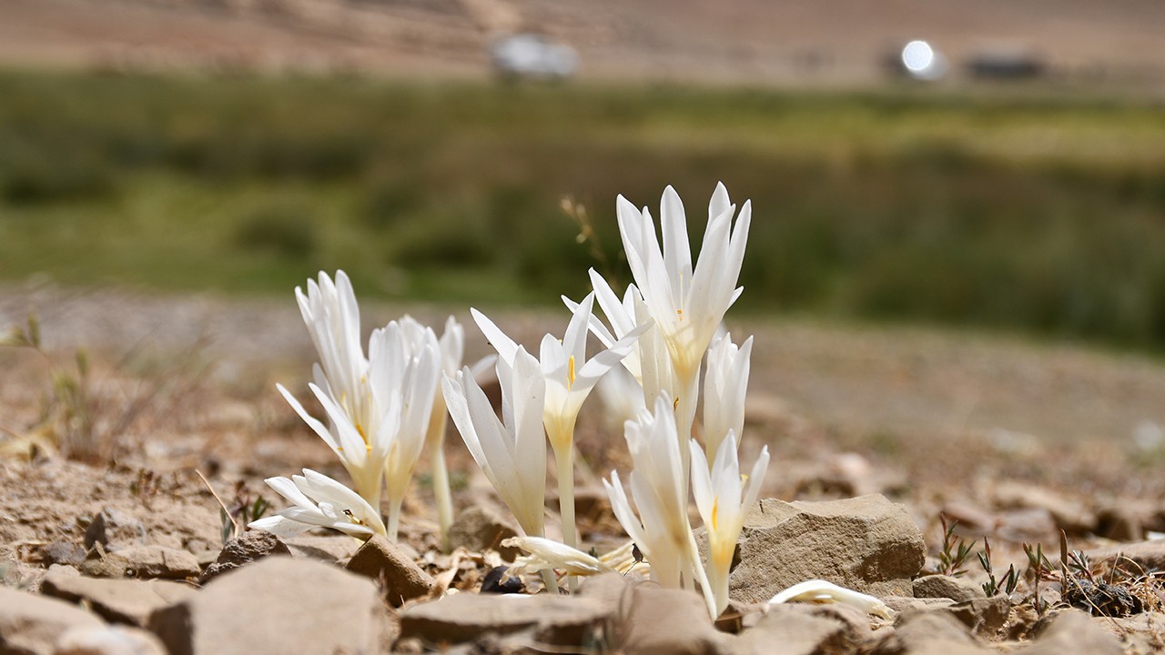 Bu çiçekler açınca yaylayı terk ediyorlar