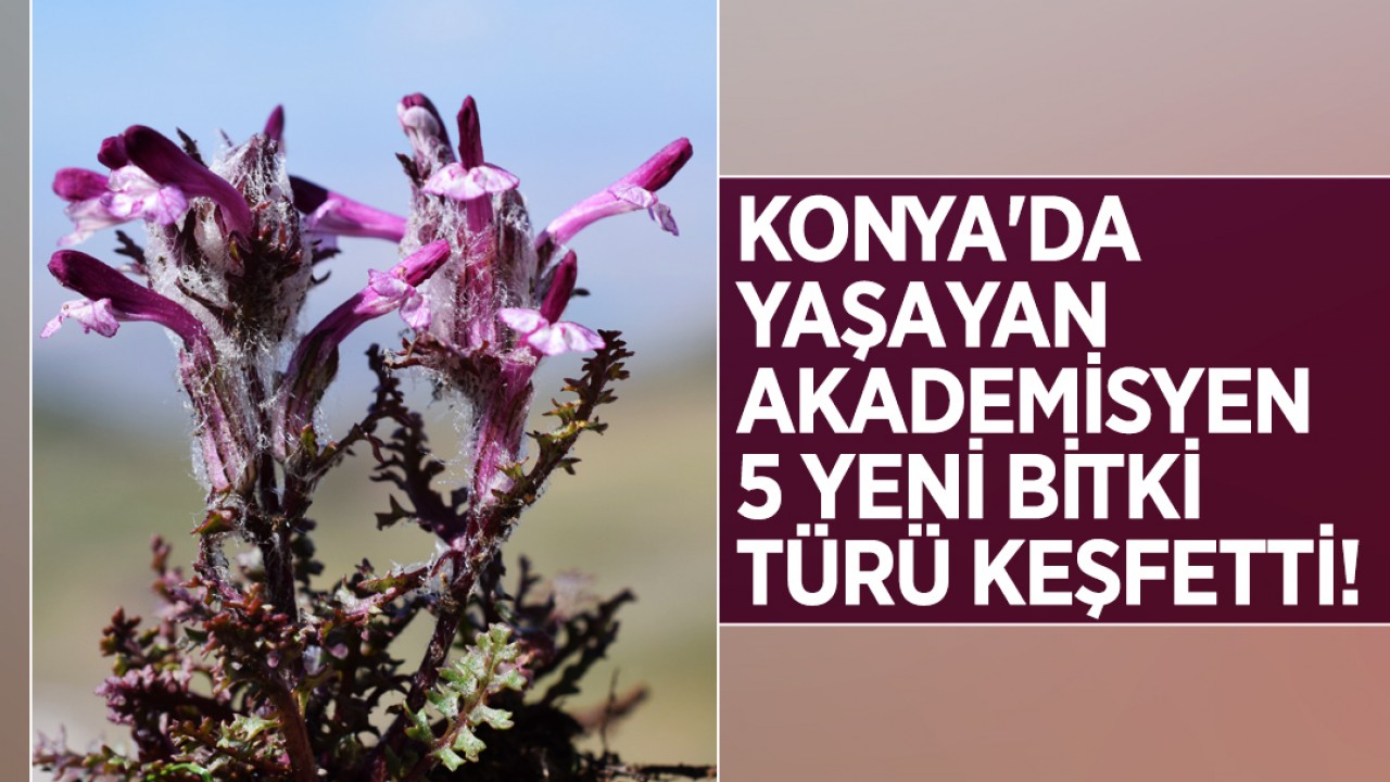 Bilim dünyasına katkı: Konya'da yaşayan akademisyen 5 yeni bitki türü keşfetti!