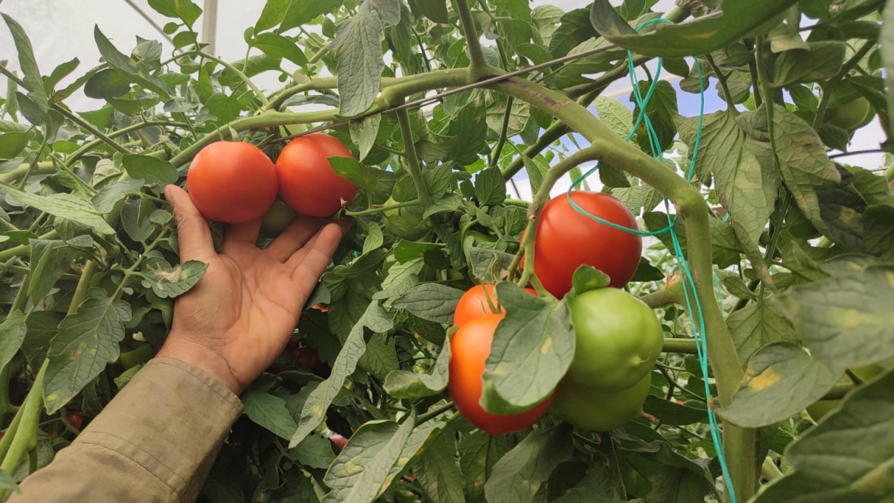 Dekar başına 17 ton domates üreten çiftçinin yüzü güldü