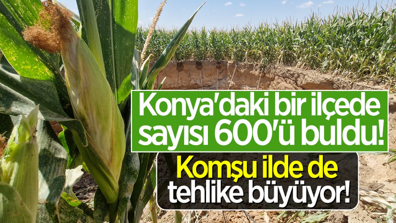 Konya'daki bir ilçede sayısı 600'ü buldu! Komşu ilde de tehlike büyüyor!