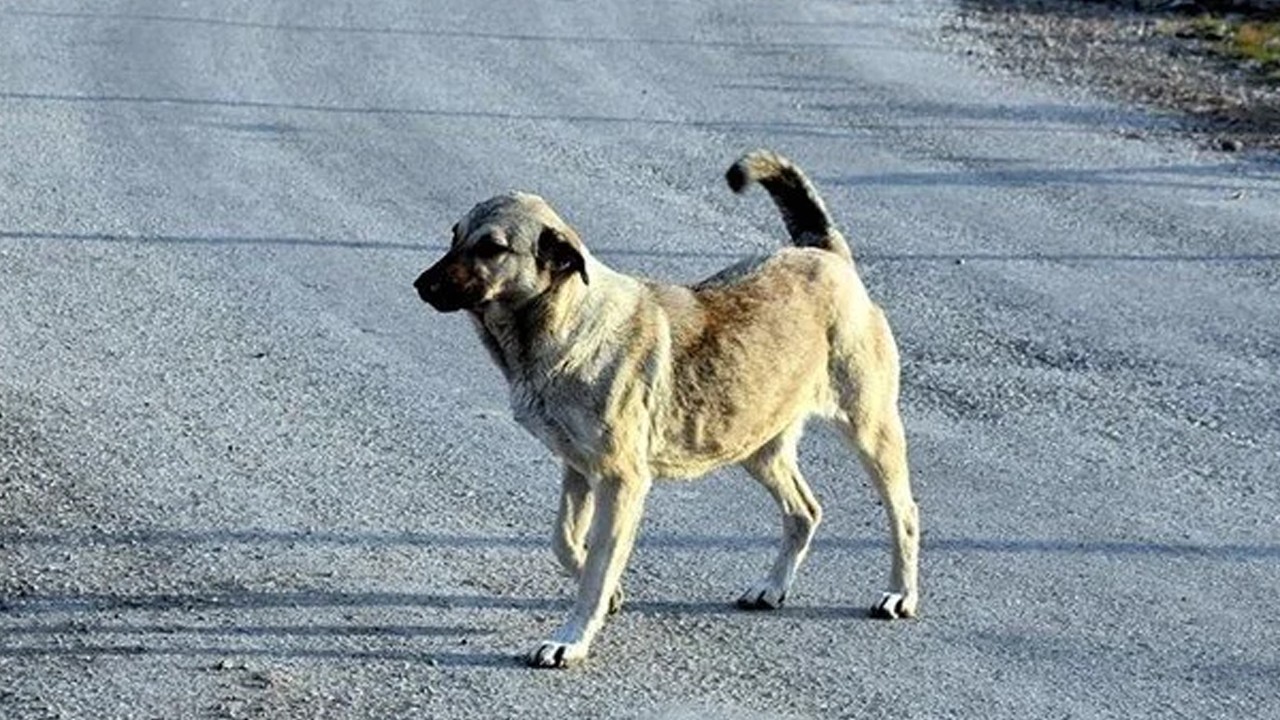 Hamile köpeğe tüfekle saldırı