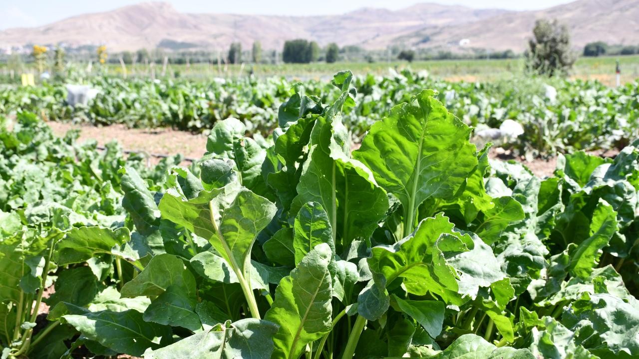 Şekerde 2025-2026 dönemi kotaları belirlendi