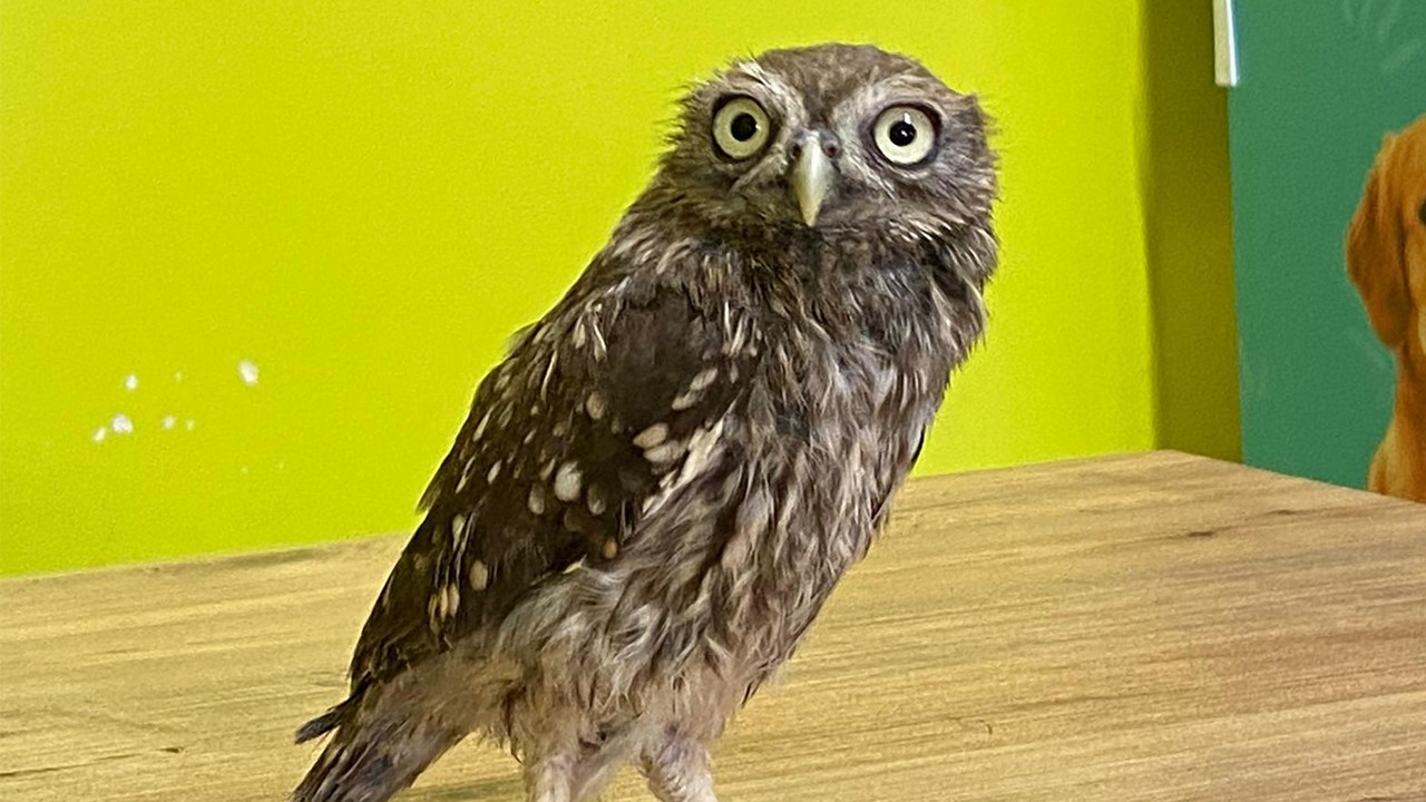 Yuvadan düşüp yaralanan yavru kukumav baykuş tedaviye alındı