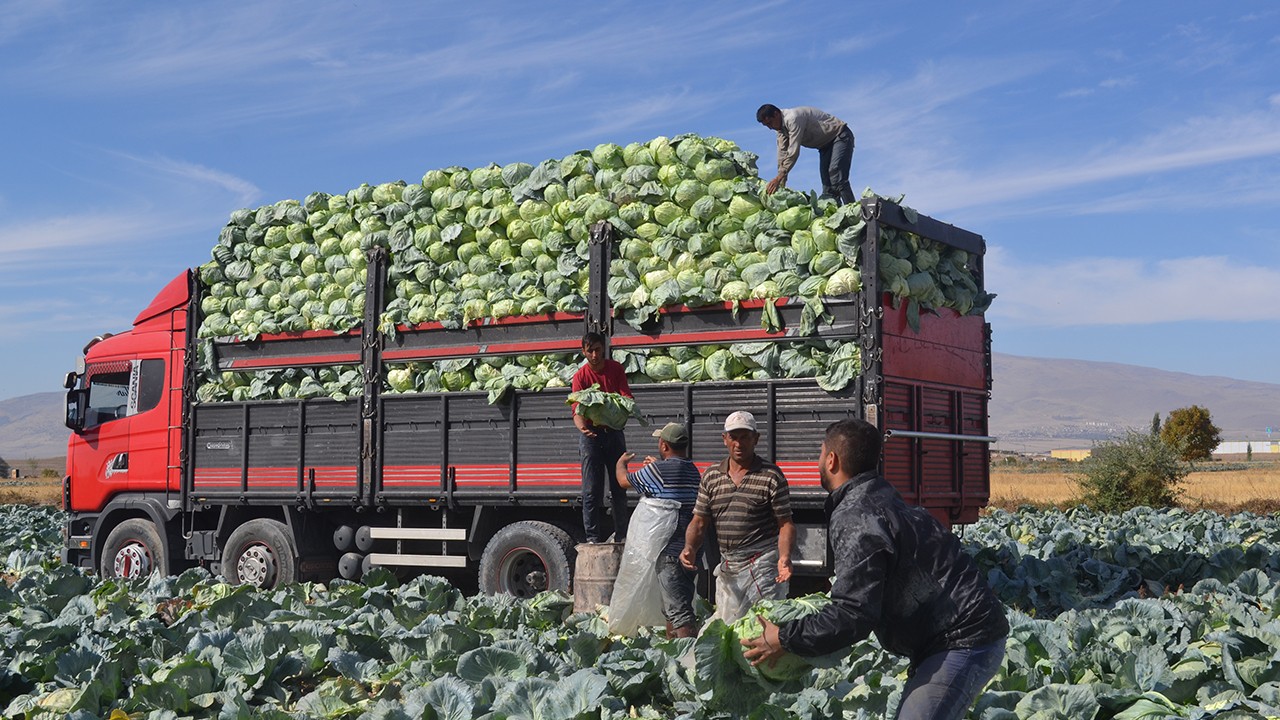 Türkiye’nin lahana üretiminin yüzde 20’sini karşılayan Niğde’de hasat zamanı