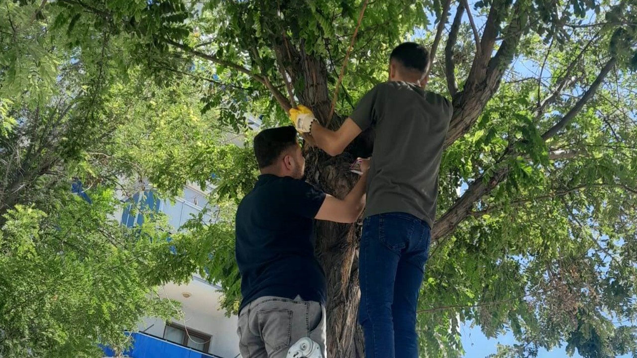 Karapınar'da esnafın kedi seferberliği