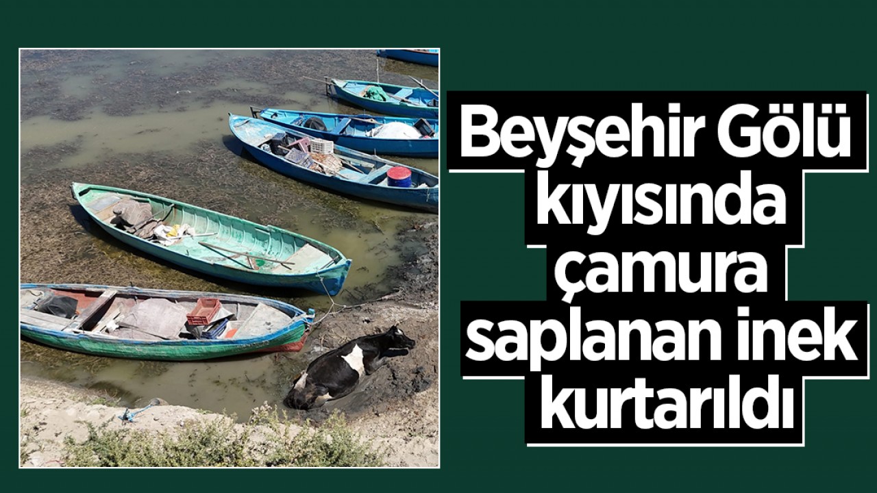 Beyşehir Gölü kıyısında çamura saplanan inek kurtarıldı