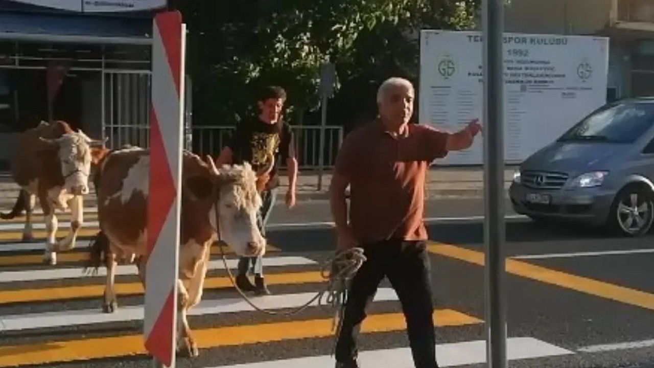 İnekler yaya geçidini kullandı