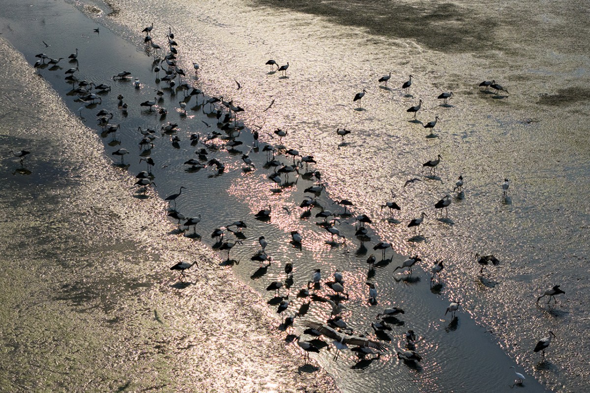 Çavuşçu Gölü, göçmen leyleklerin durağı oldu