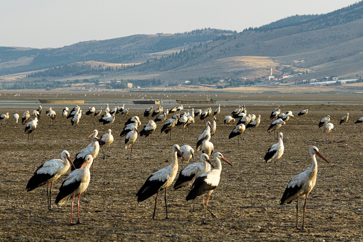 Çavuşçu Gölü, göçmen leyleklerin durağı oldu