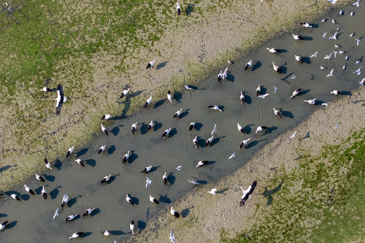 Çavuşçu Gölü, göçmen leyleklerin durağı oldu