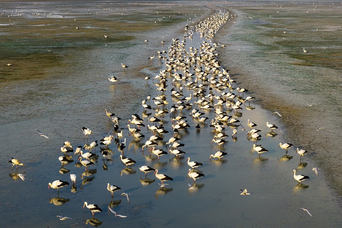 Çavuşçu Gölü, göçmen leyleklerin durağı oldu