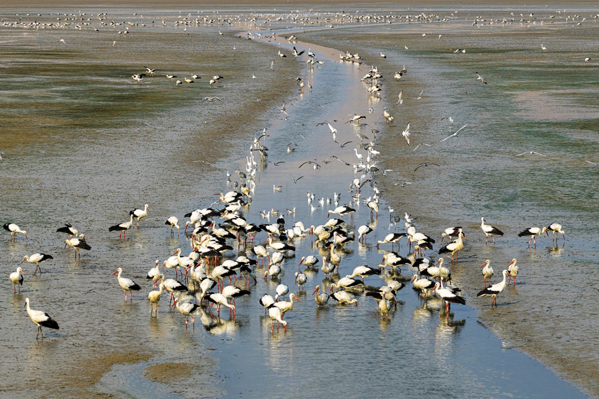 Çavuşçu Gölü, göçmen leyleklerin durağı oldu