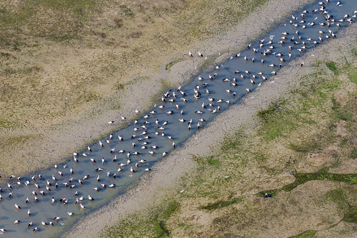 Çavuşçu Gölü, göçmen leyleklerin durağı oldu