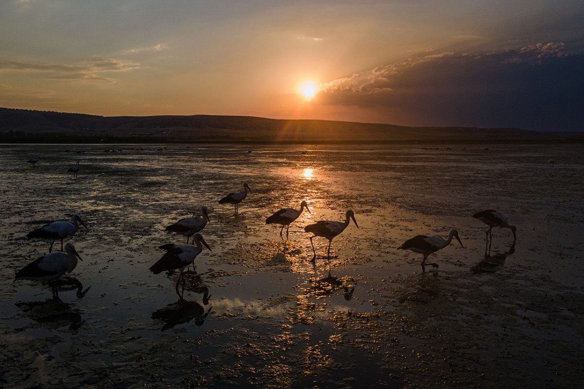 Çavuşçu Gölü, göçmen leyleklerin durağı oldu