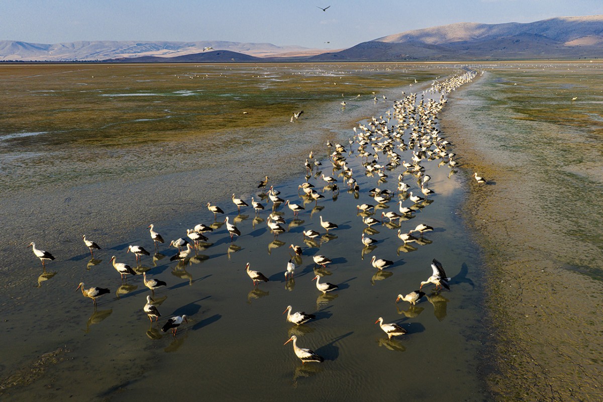 Çavuşçu Gölü, göçmen leyleklerin durağı oldu