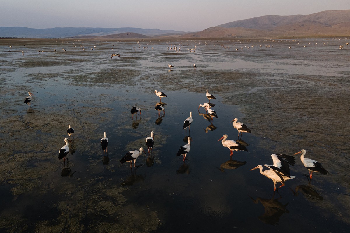 Çavuşçu Gölü, göçmen leyleklerin durağı oldu