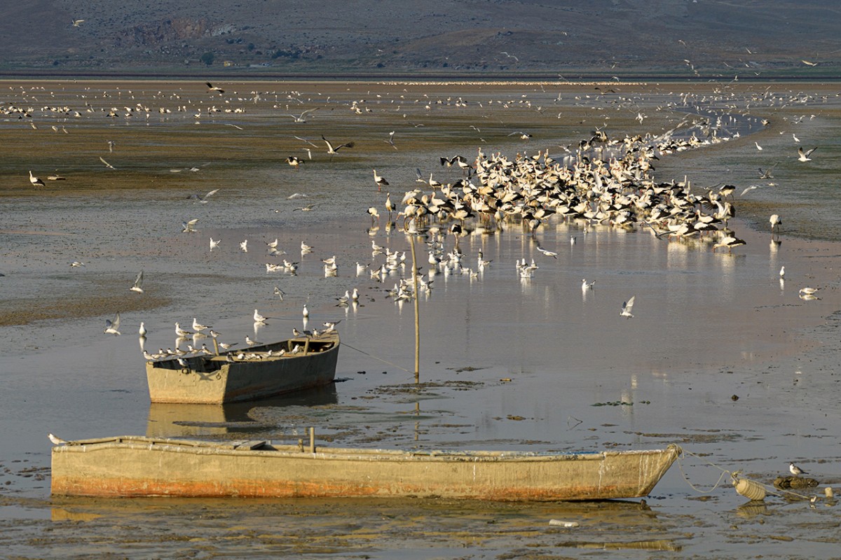 Çavuşçu Gölü, göçmen leyleklerin durağı oldu