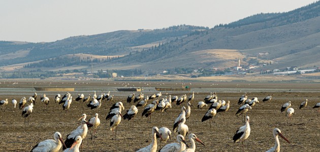 Çavuşçu Gölü, göçmen leyleklerin durağı oldu