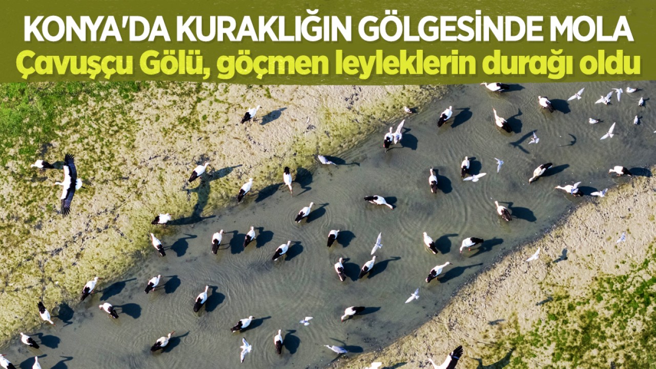 Konya'da kuraklığın gölgesinde mola: Çavuşçu Gölü, göçmen leyleklerin durağı oldu