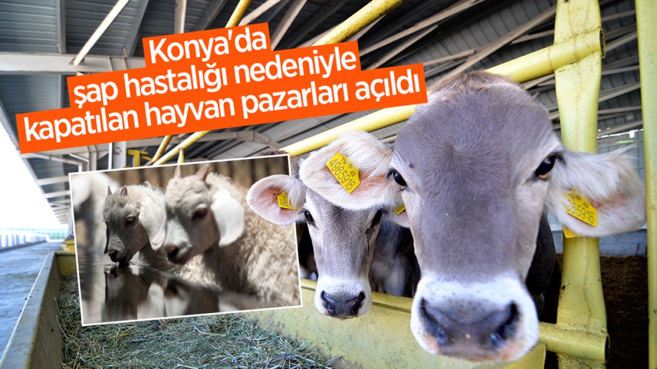Konya'da şap hastalığı nedeniyle kapatılan hayvan pazarları açıldı