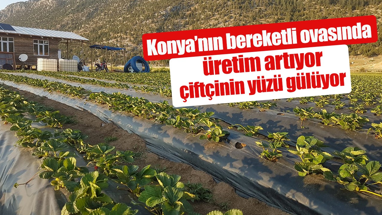 Konya’nın bereketli ovasında üretim artıyor, çiftçinin yüzü gülüyor