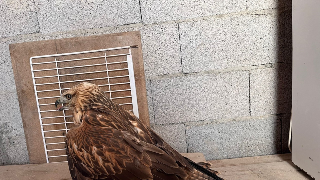 Karapınar'da yaralı kızıl şahin bulundu