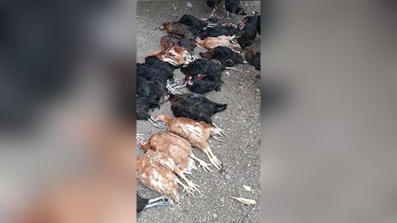 Başıboş sokak köpekleri 70 tavuğu telef etti
