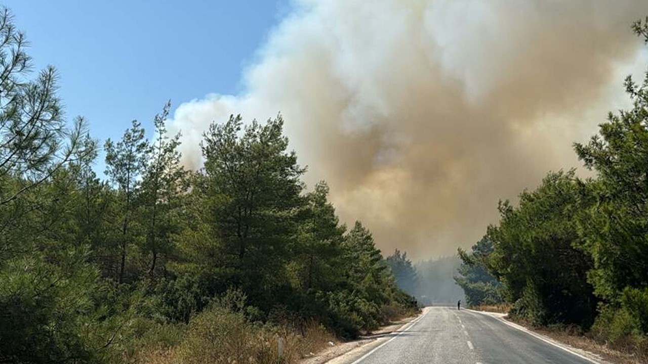 Bodrum'da orman yangını