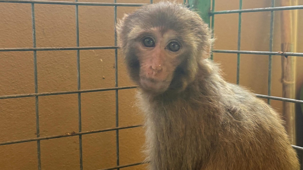 Şiddete maruz kalan maymun, kurtarılıp korumaya alındı