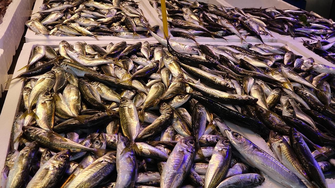 Av yasağı bitti, tezgahlar balıkla doldu