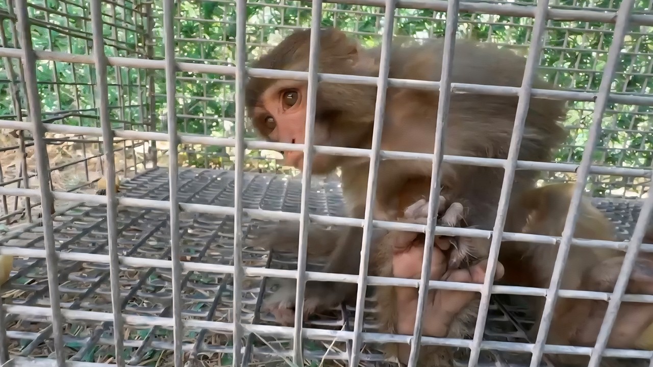 Şiddet gören maymun, Tarsus Doğa Parkı'na gönderilecek