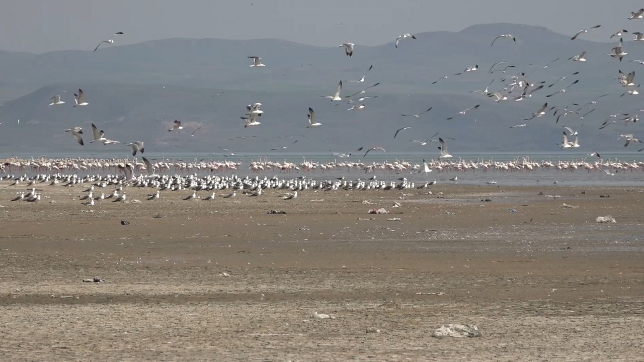 Van Gölü Havzası misafirlerini ağırlıyor