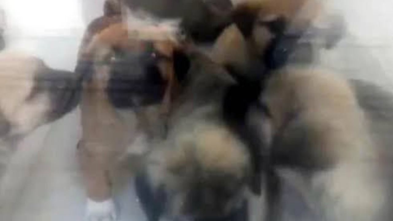 Sahiplendiği köpekleri öldürmekten yargılanan doktorun tahliye talebi reddedildi