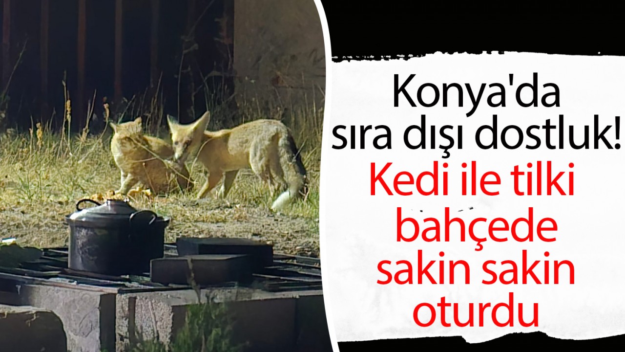 Konya'da sıra dışı dostluk! Kedi ile tilki bahçede sakin sakin oturdu