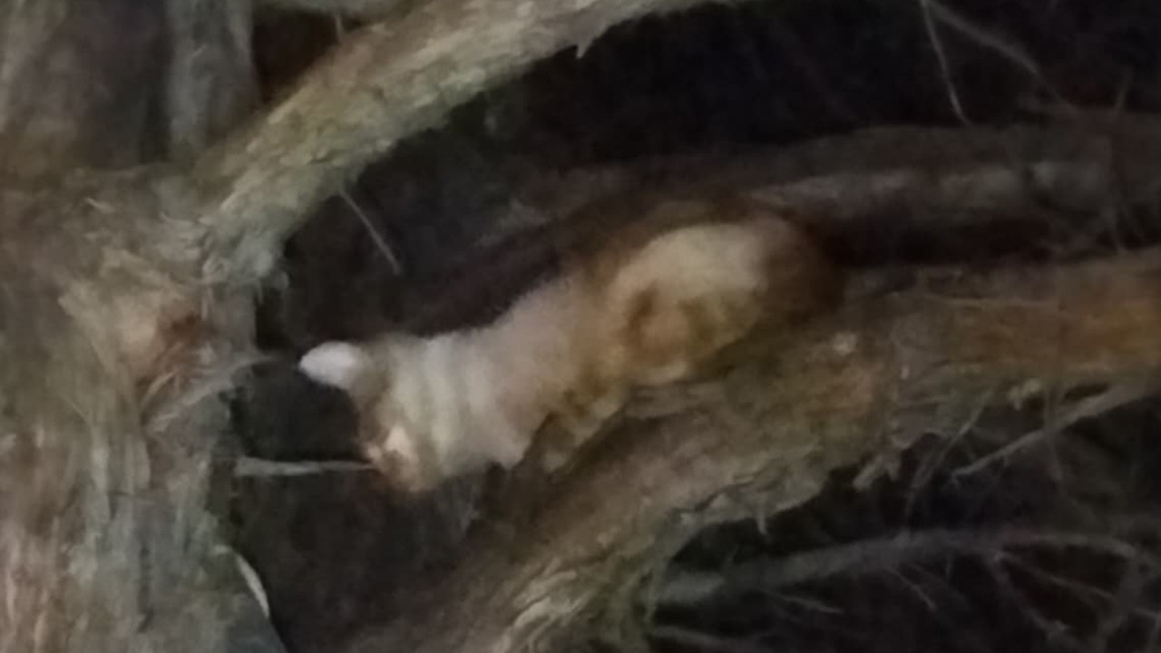 Konya’da ağaçta mahsur kalan kediyi itfaiye kurtardı