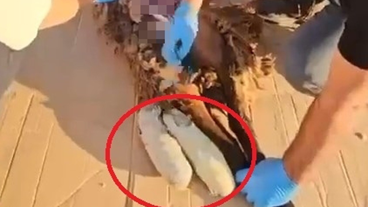 Ölü koyunun karnında uyuşturucu sevkiyatı polise takıldı