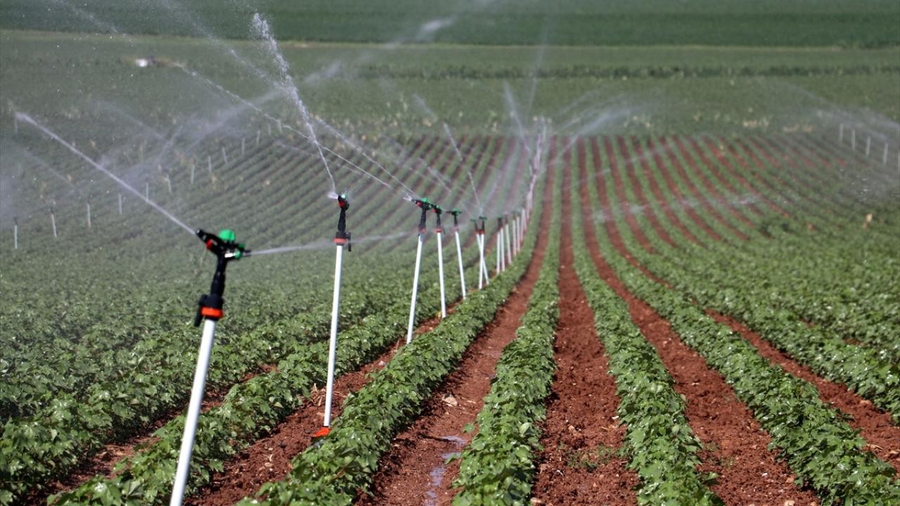 Bitkisel üretimde yeni desteklemelerin detayları belli oldu