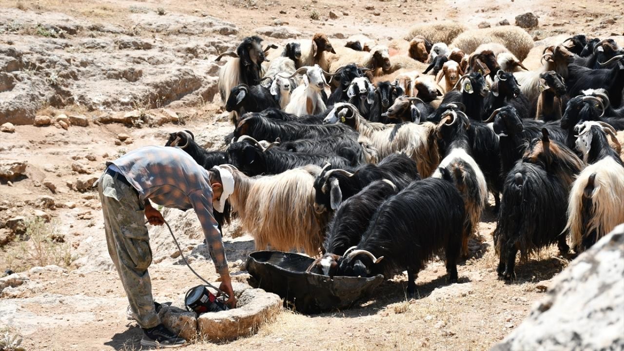 Hayvancılık desteklerinde artış: Çoban desteğine ilave ödeme