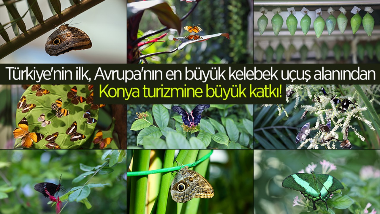 Türkiye'nin ilk, Avrupa'nın en büyük kelebek uçuş alanından Konya turizmine büyük katkı!