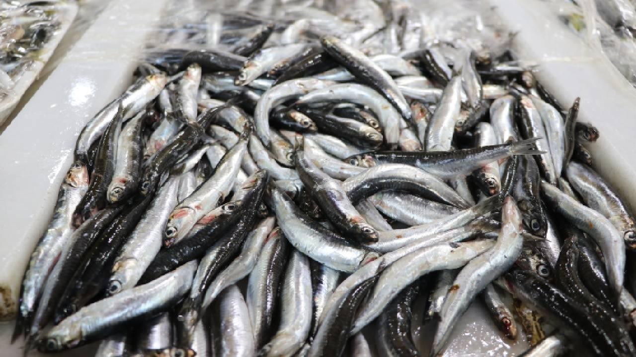 Hamsi ihracatından 8 ayda 9,9 milyon dolar gelir