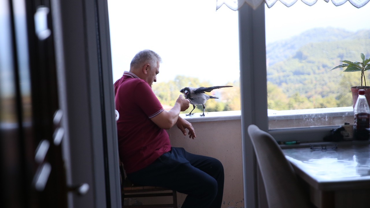 Fındık ikram ettiği kargayla dostluk kurdu