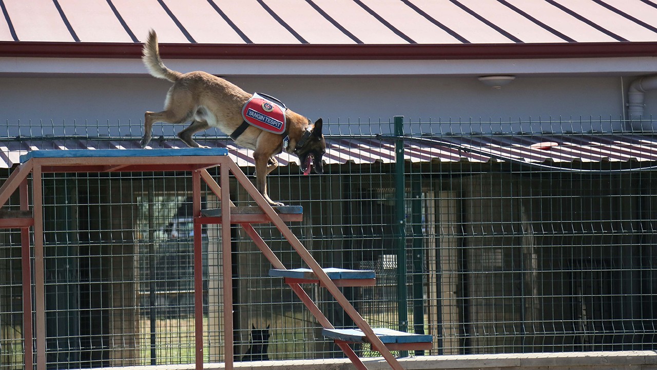 Jandarma köpeği 'Hane' orman yangınlarında kundaklama tespitinde görev yapıyor